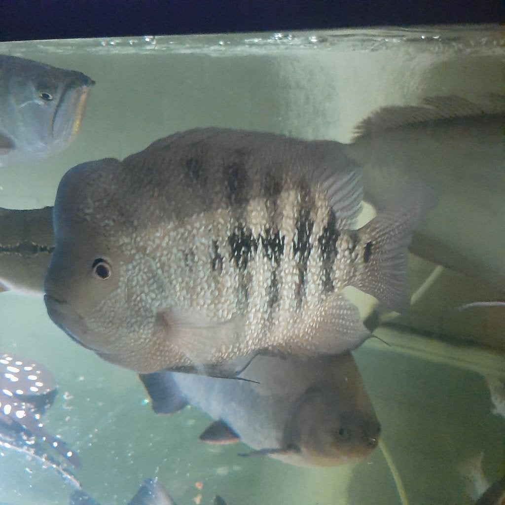 Grote Flowerhorn chiclide te koop, Vis, Zoetwatervis