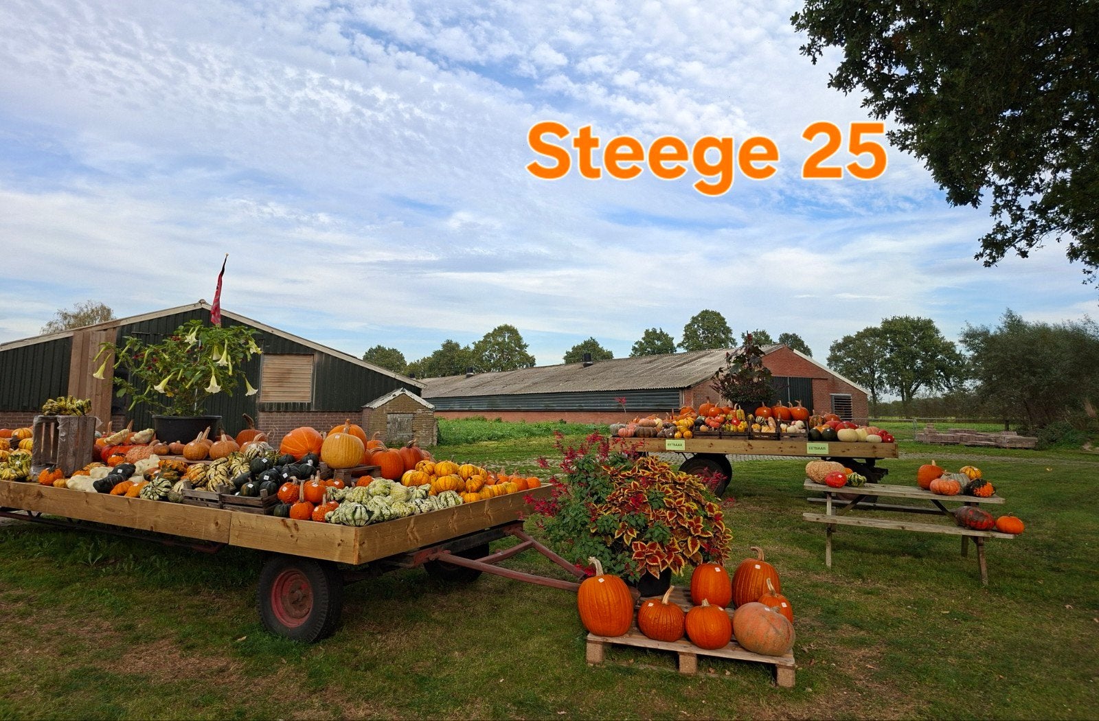 Groot assortiment pompoenen en kalebassen, Ophalen, Nieuw