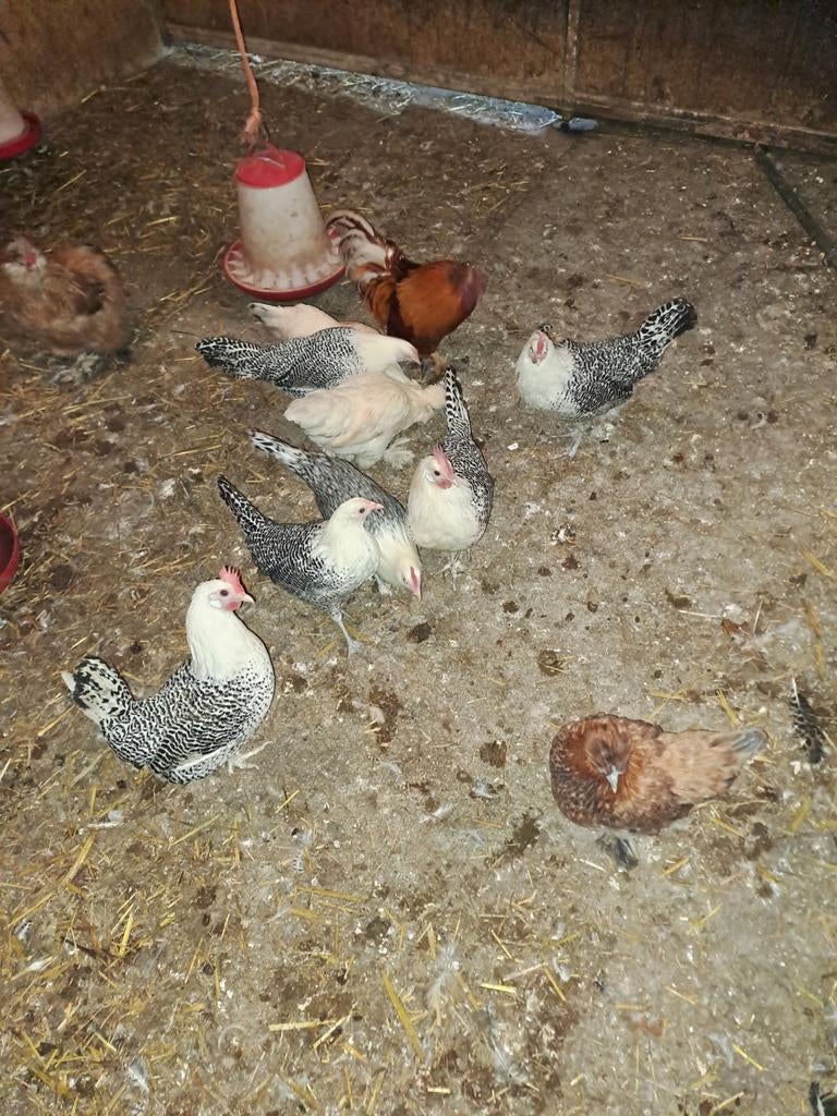 Friese zilverpel en zijdehoenders te koop., Dieren en Toebehoren, Pluimvee, Vrouwelijk, Kip