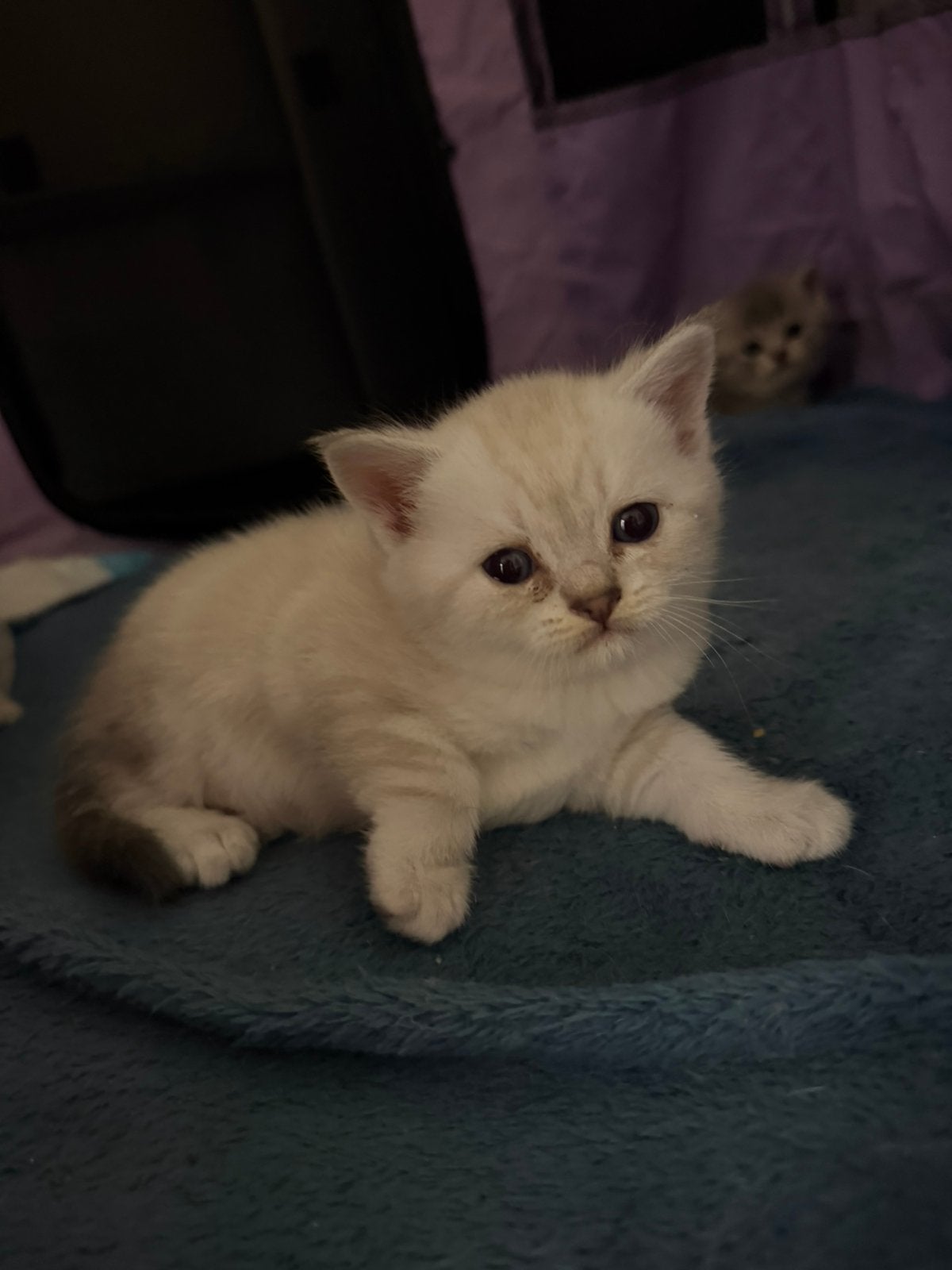 Britsekort haar kittens, Dieren en Toebehoren, Katten en Kittens | Raskatten | Korthaar, Poes
