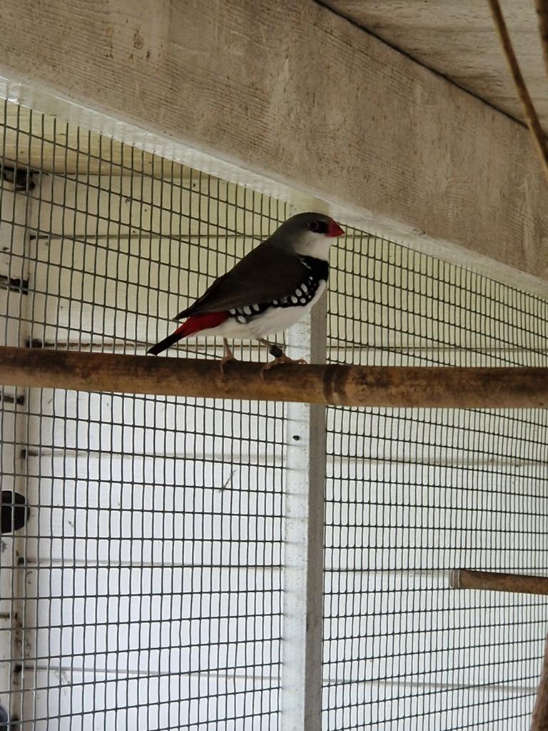 Diamantvink man 2025, Dieren en Toebehoren, Mannelijk, Tropenvogel, Geringd