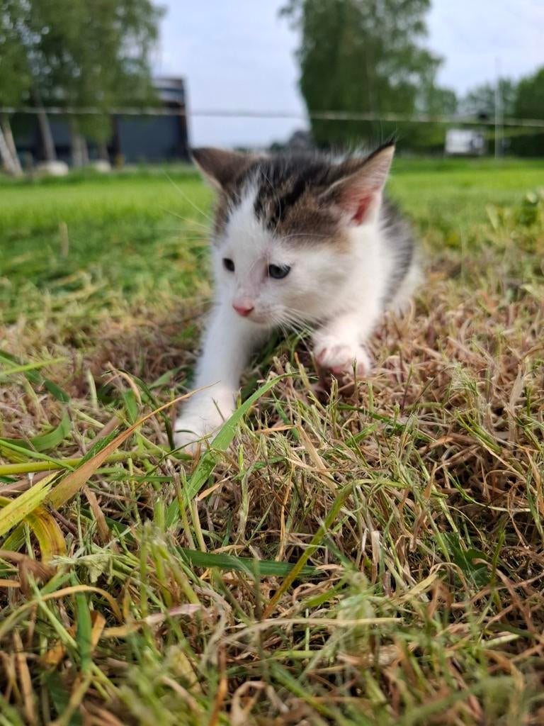 Kittens, Dieren en Toebehoren