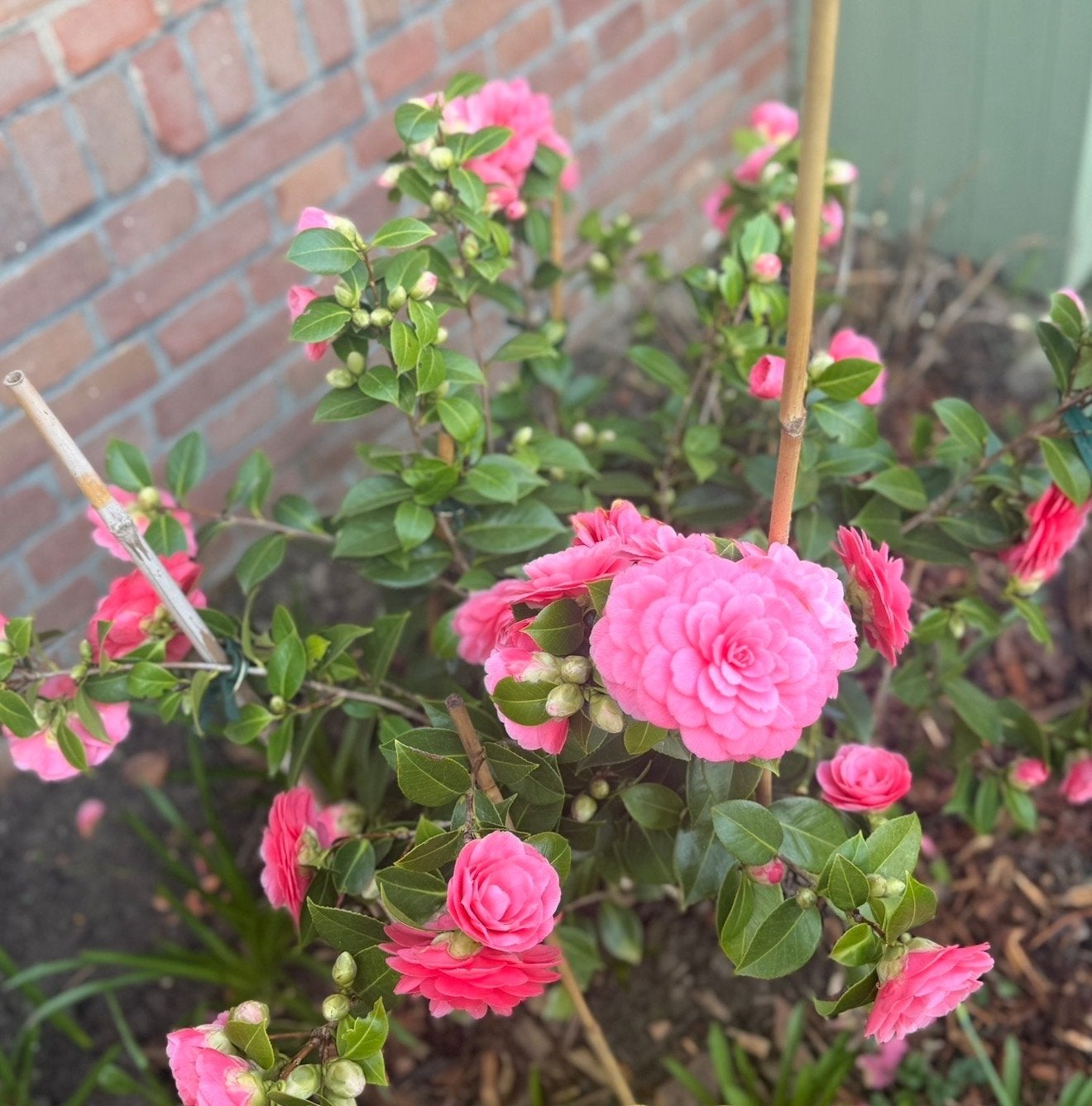 Prachtige Camelia - Winterbloeier voor uw tuin, Vaste plant, Halfschaduw, Winter, Ophalen