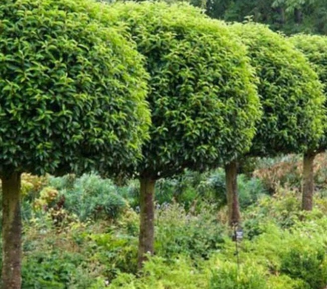 Portugese laurier op stam - Prunus lusitanica Angustifolia, Tuin en Terras, Bloeit niet, Halfschaduw, 100 tot 250 cm, Ophalen