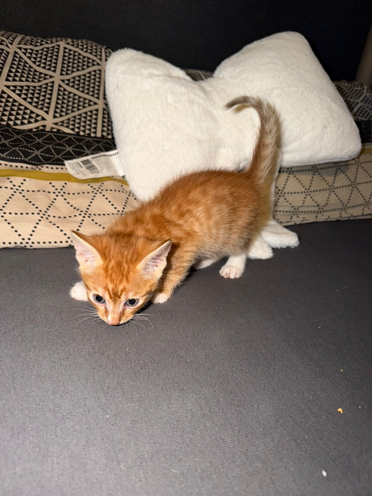 3 prachtig kittens foto 3-4 nog over, 0 tot 2 jaar