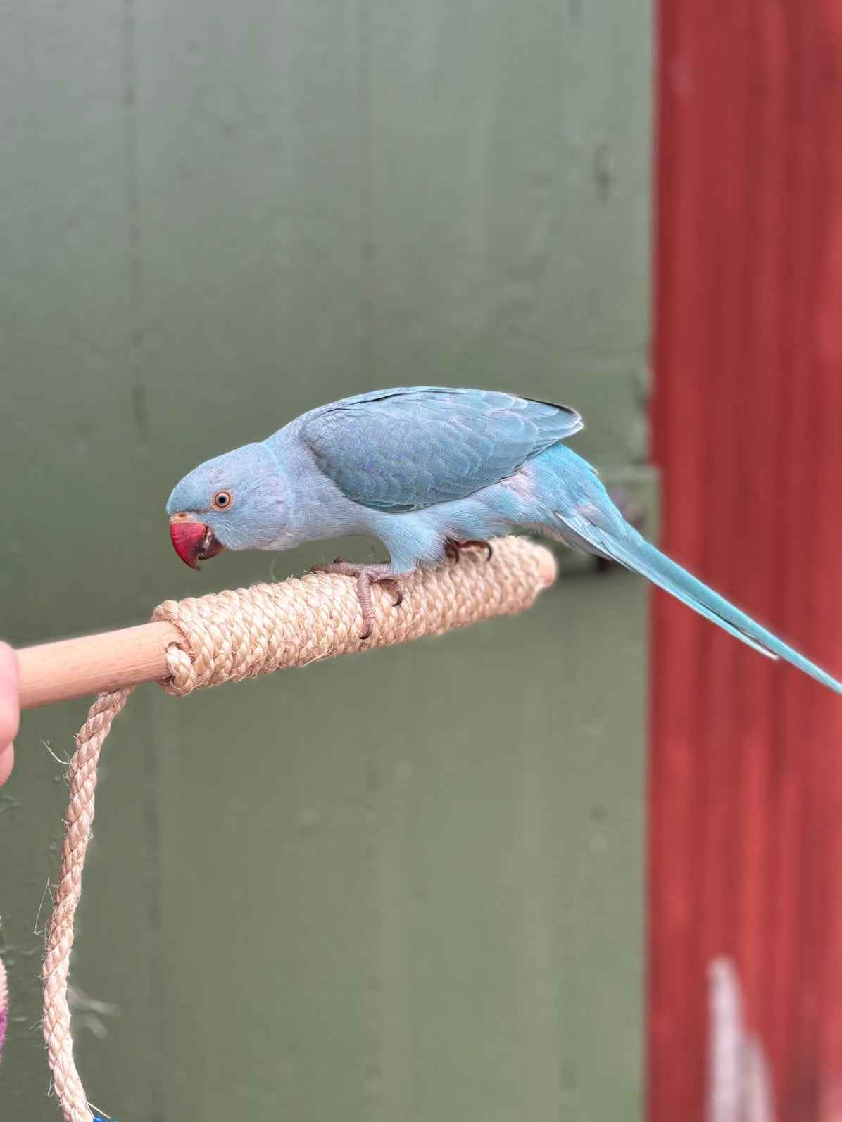 Vermiste blauwe halsbandparkiet vogel, Vogel