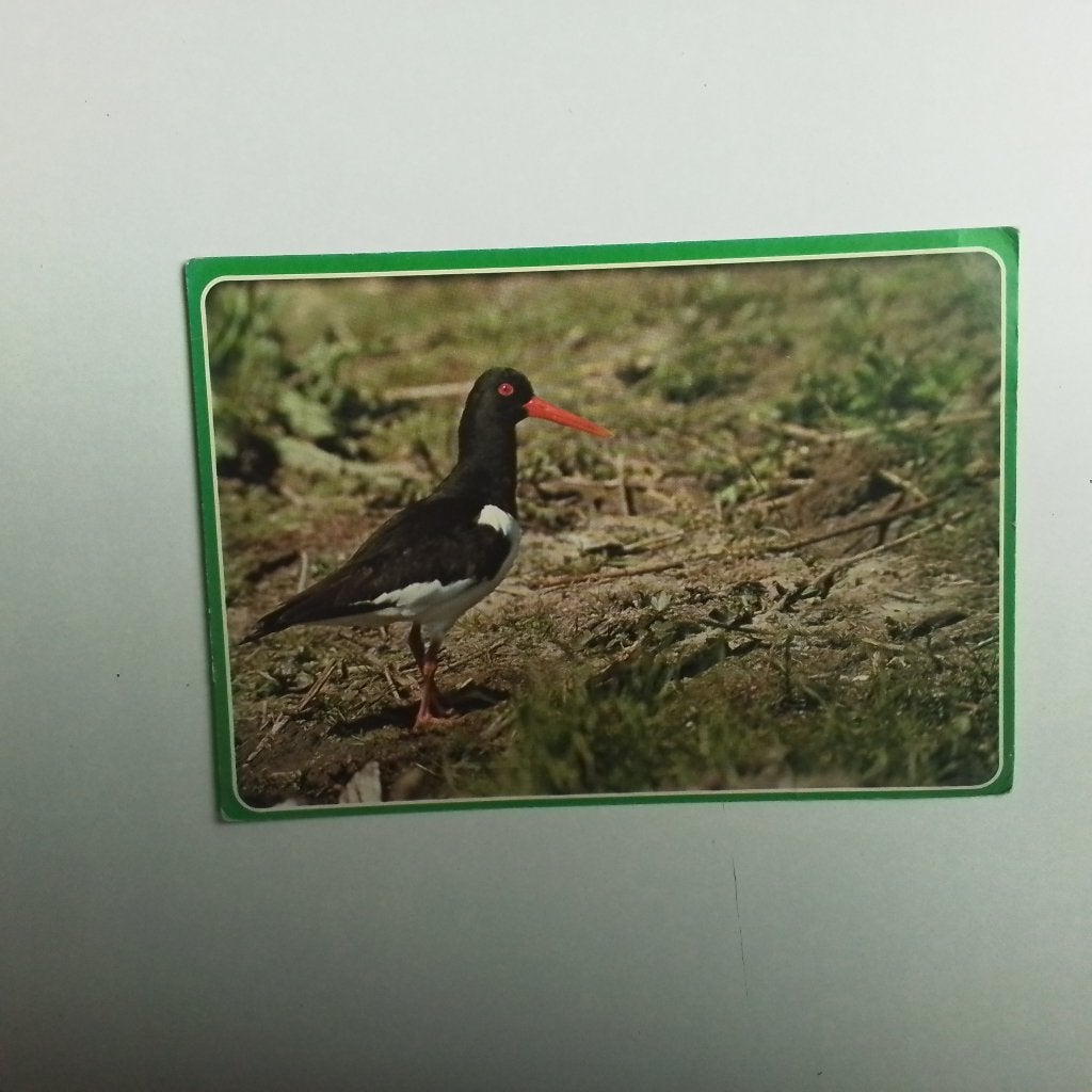 Scholekster, Ophalen of Verzenden, Gelopen, Vogel