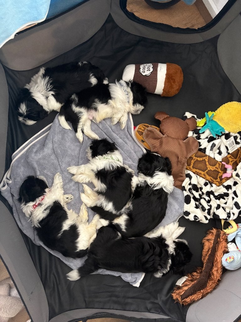 2 lieve Shih Tzu reutjes zoeken een warm thuis ️, Dieren en Toebehoren, Parvo, 8 tot 15 weken, Meerdere, Nederland