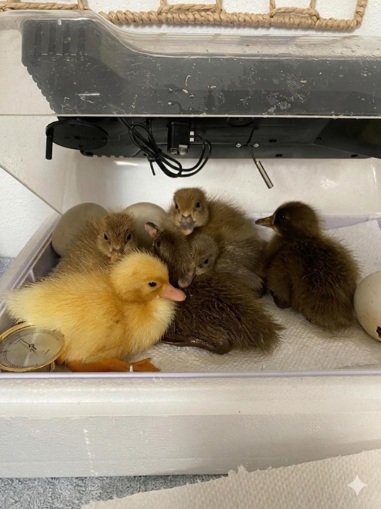 Prachtige Khaki Campbell Eendjes – Met liefde uitgebroed!, Dieren en Toebehoren, Pluimvee, Eend, Geslacht onbekend