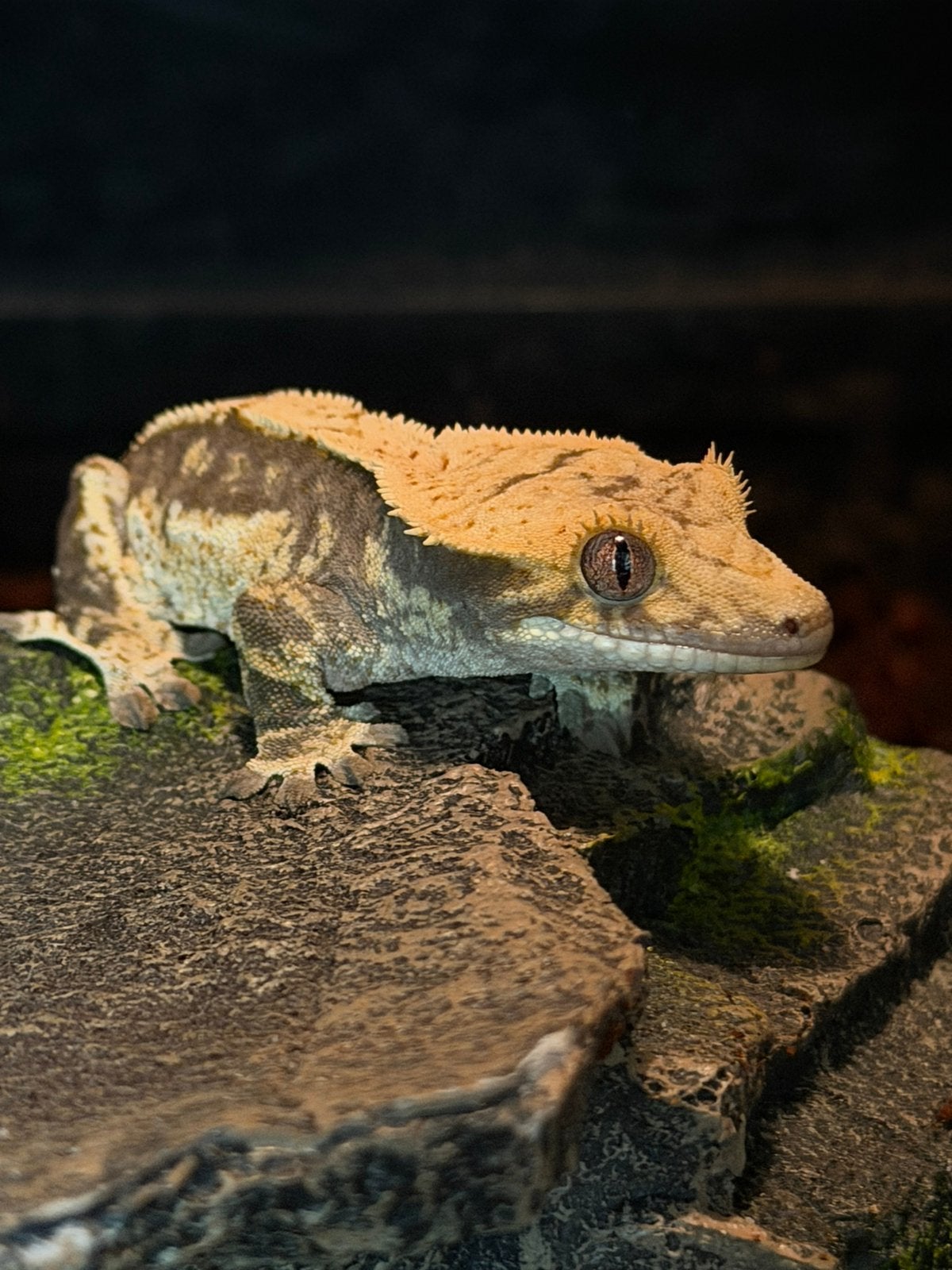 Wimpergekko vrouw, Hagedis, Tam, 0 tot 2 jaar