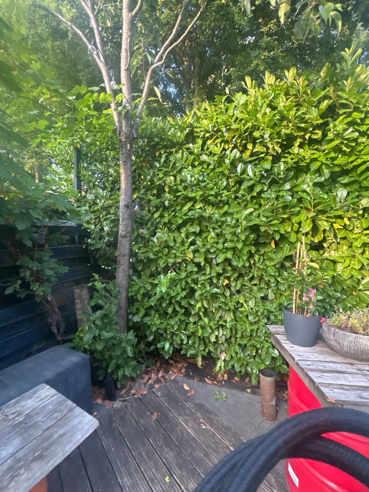Laurierhaag - Prachtige, volle haag voor privacy, Ophalen, Laurier, Haag, 250 cm of meer