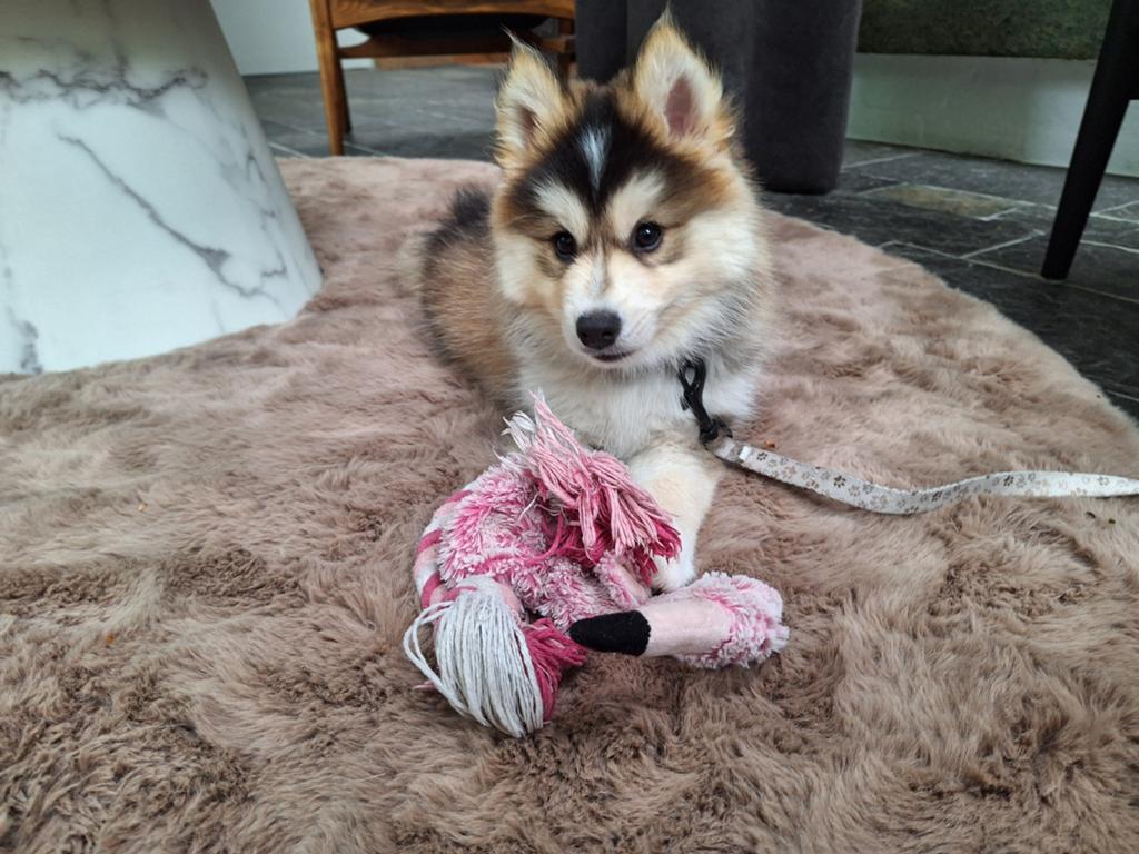 Pomsky reu  12 weken 3.3kg, Reu, 8 tot 15 weken, Meerdere, Klein