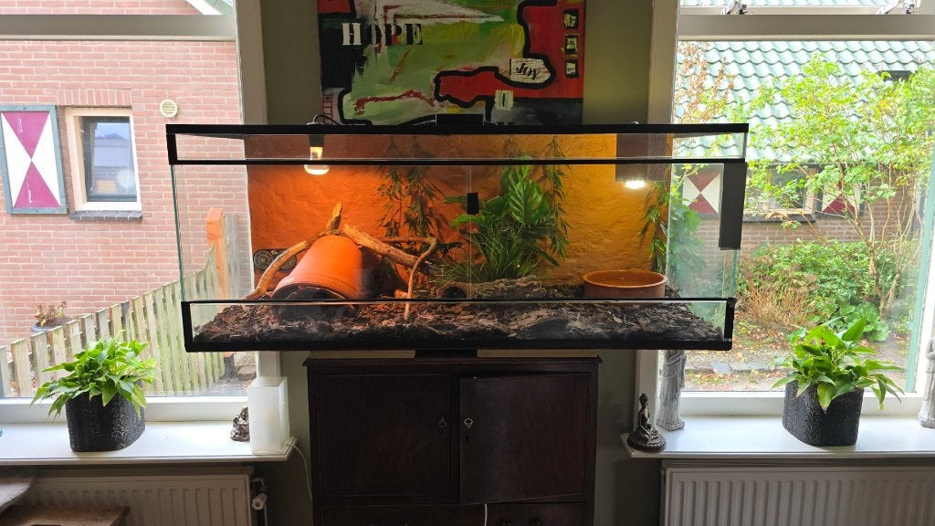 Rattenslang wildkleur: Man, incl terrarium Rat Snake photo 2