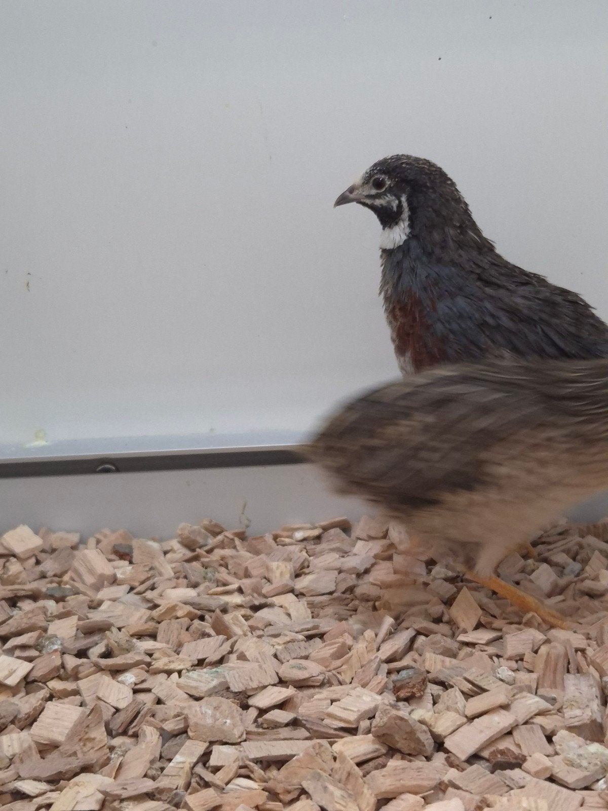 8-3 Chinese dwergkwartels, Meerdere dieren, Tropenvogel, Geringd