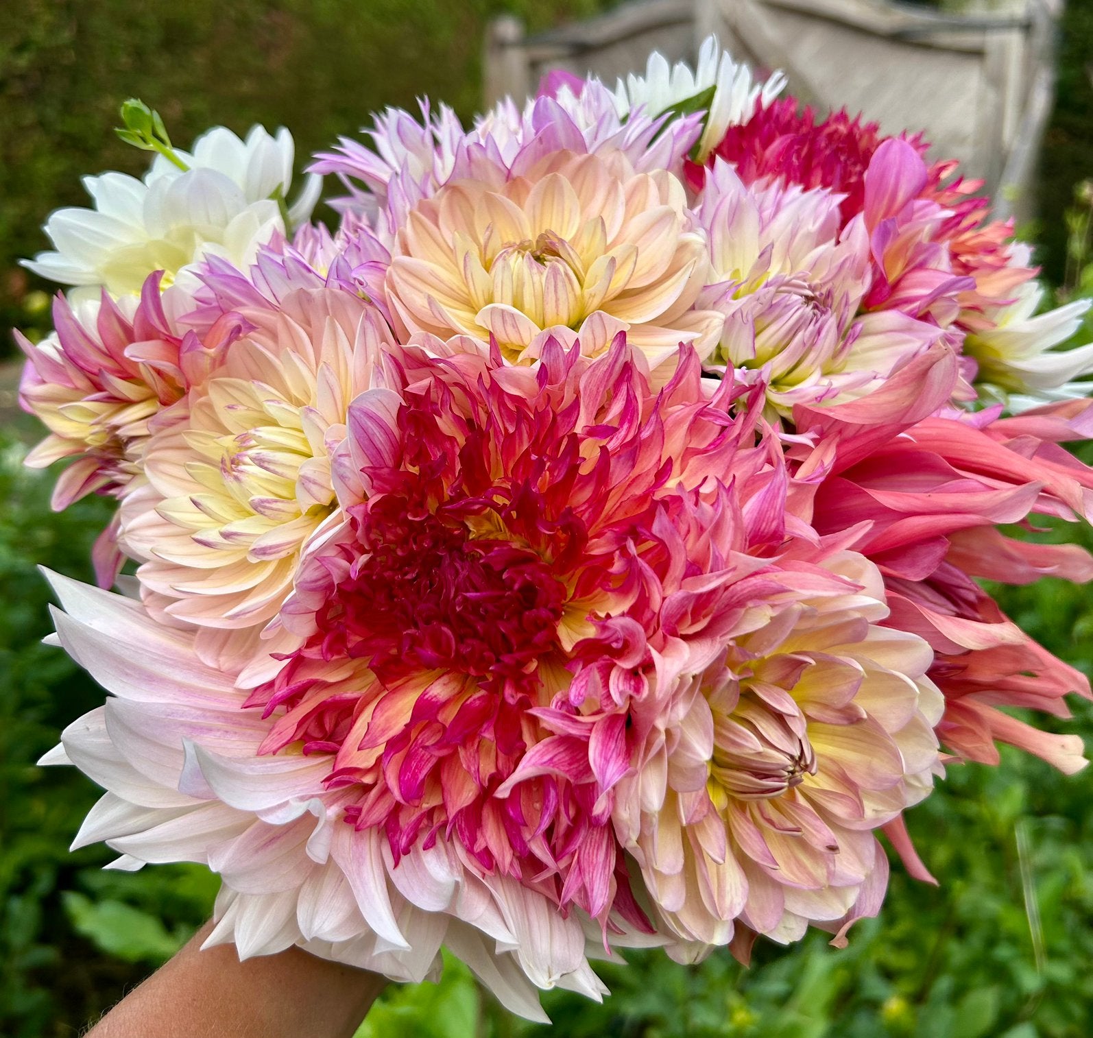 Prachtige bos dahlia’s | plukgeluk, Ophalen, Volle zon, Knol