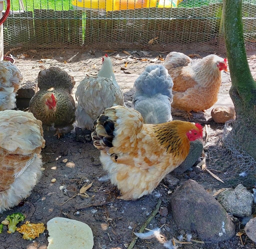 cochin kriel broedeieren, Dieren en Toebehoren, Ophalen of Verzenden, Nieuw, Overige typen
