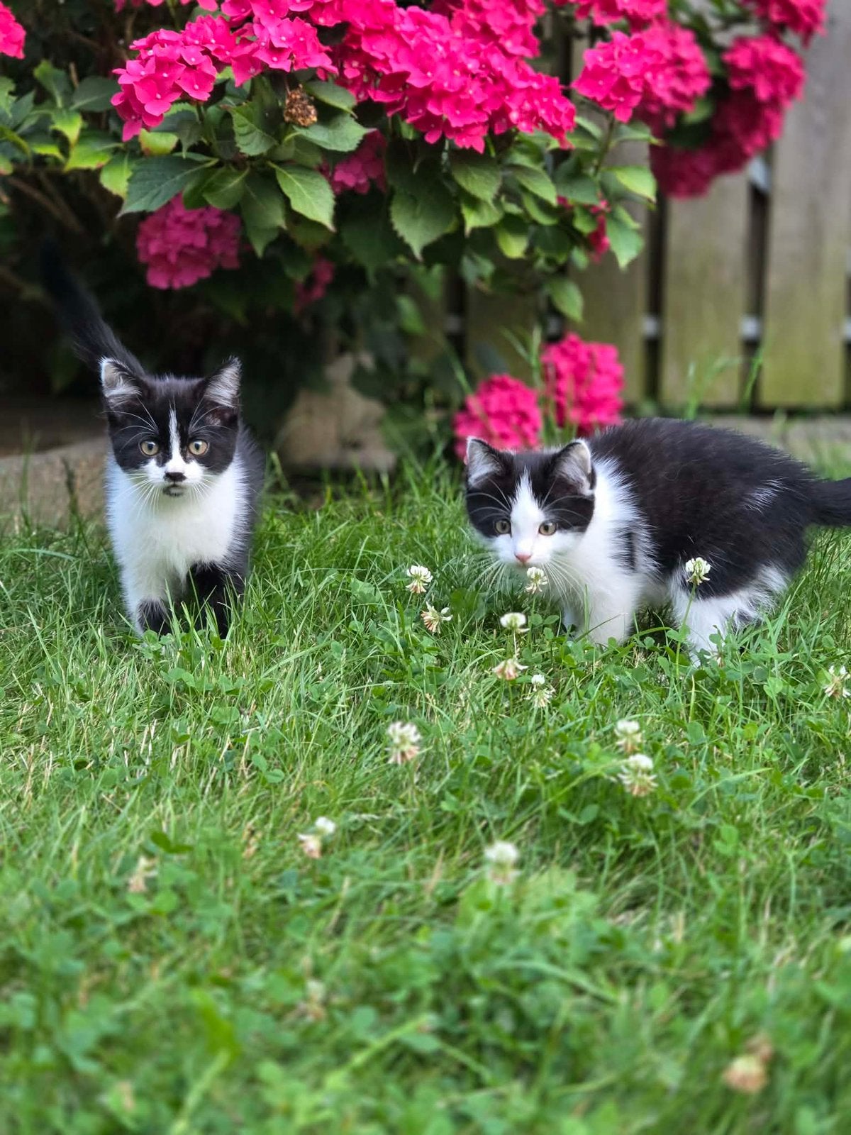 2 moie katten op zoek naar thuis, Poes, Kortharig, 0 tot 2 jaar