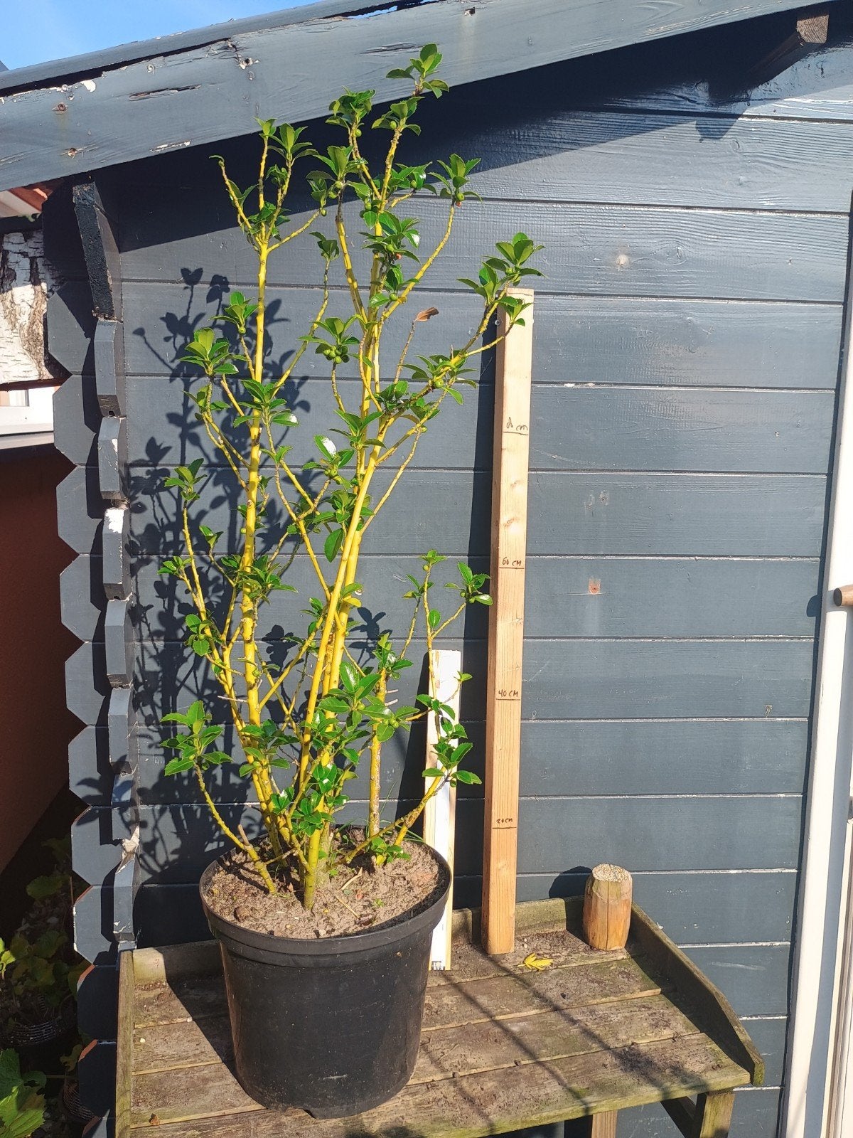 Hulst (Ilex meserveae 'Heckenfee') - Vogelvriendelijk, Tuin en Terras, Vaste plant, Bloeit niet, Halfschaduw, Ophalen