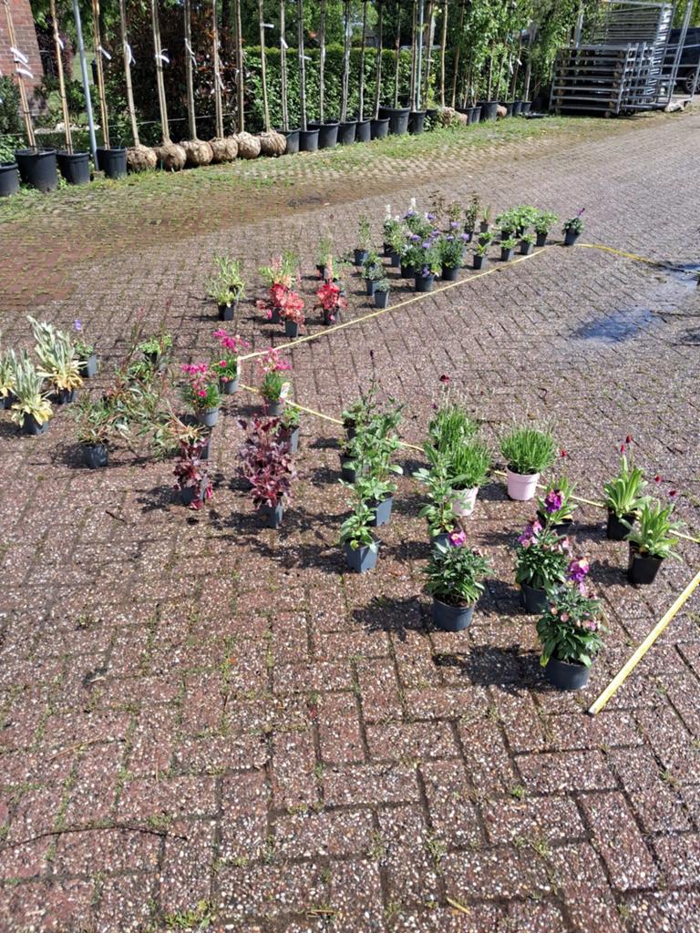 Gratis beplantingsplan!!, Ophalen, Vaste plant, Klimplanten, Halfschaduw