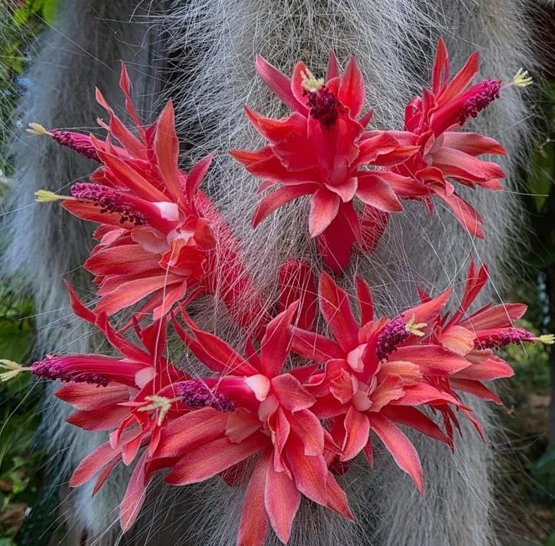 Hildewintera colademononis - apenstaart Monkey Tail, Ophalen of Verzenden, Cactus, Volle zon, Minder dan 100 cm