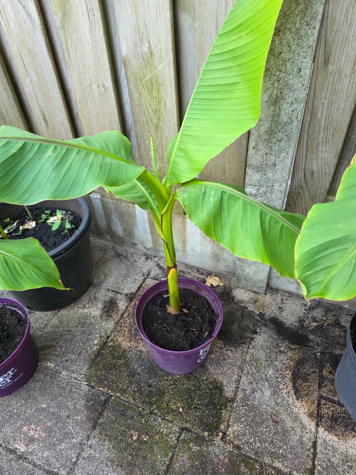 Jonge Bananenplant (Musa Basjoo) - Winterhard, Volle zon, Vaste plant, Zomer, Ophalen