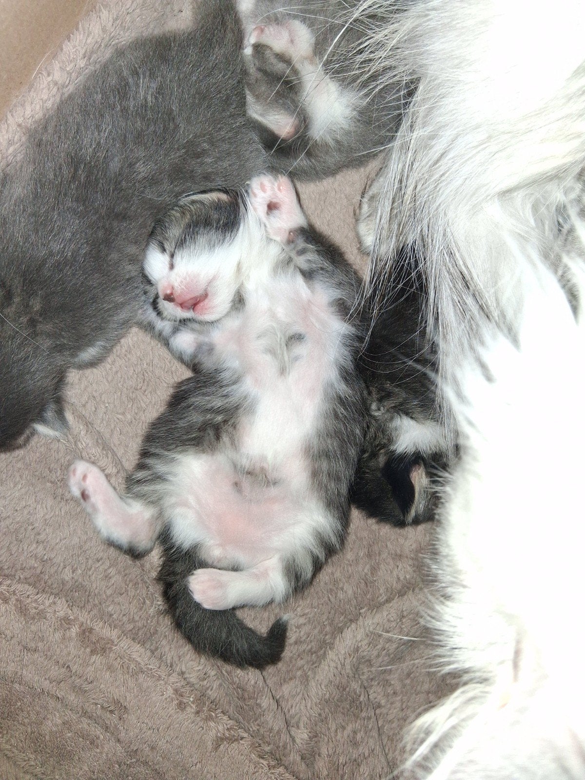6 Siberische kittens, Dieren en Toebehoren, Meerdere dieren, Langharig, 0 tot 2 jaar