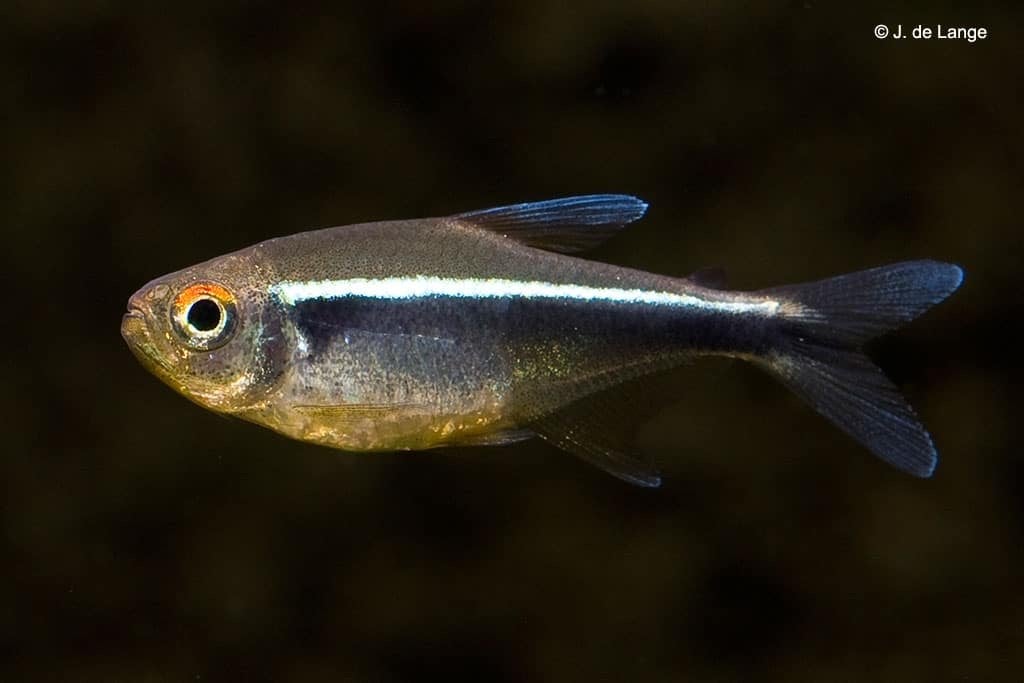 10x Hyphessobrycon herbertaxelrodi & 9x Rasbora trilineata, Dieren en Toebehoren, Vis