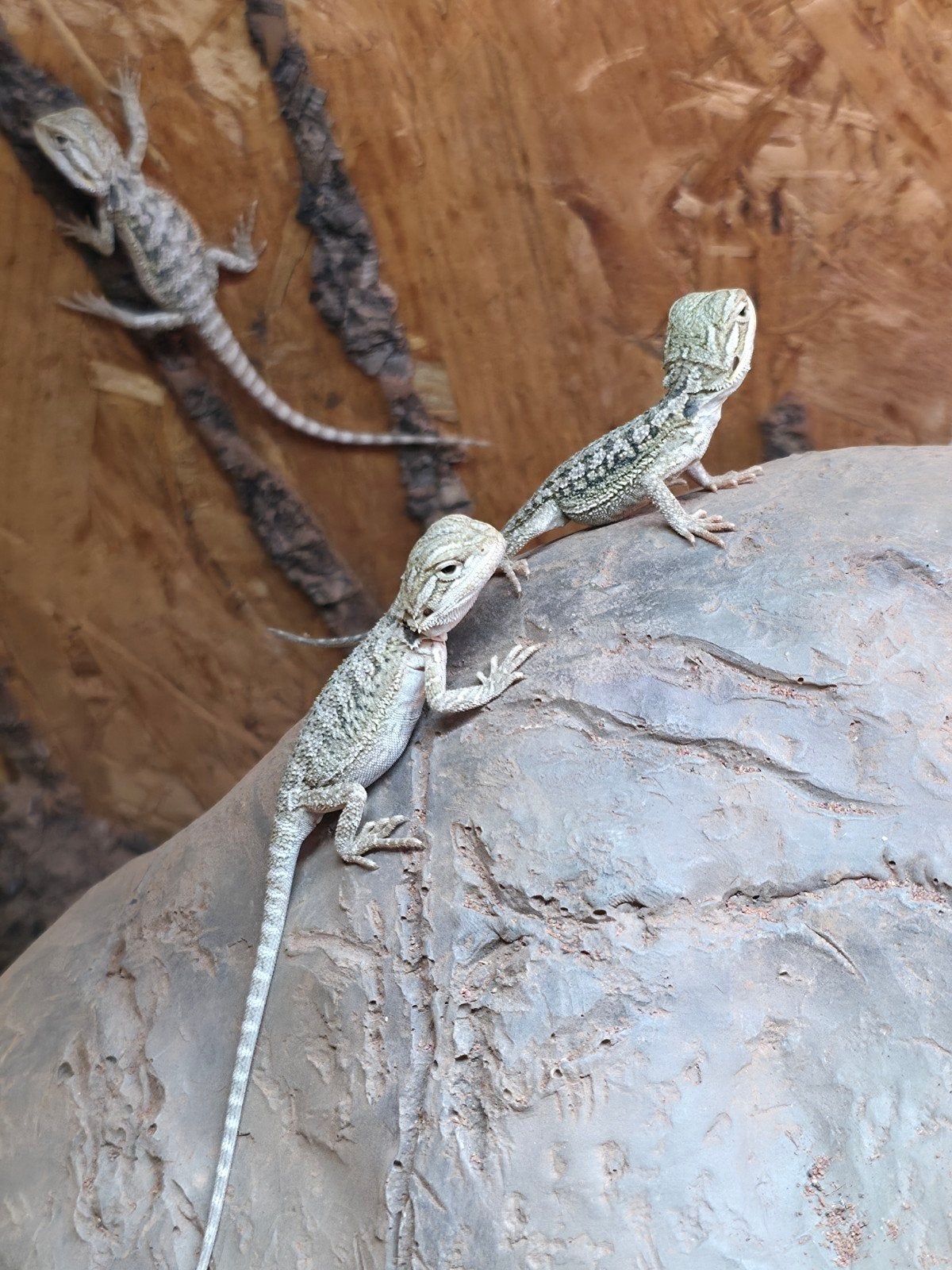 baardagaam jonkie.s te koop Bearded Dragon photo 10