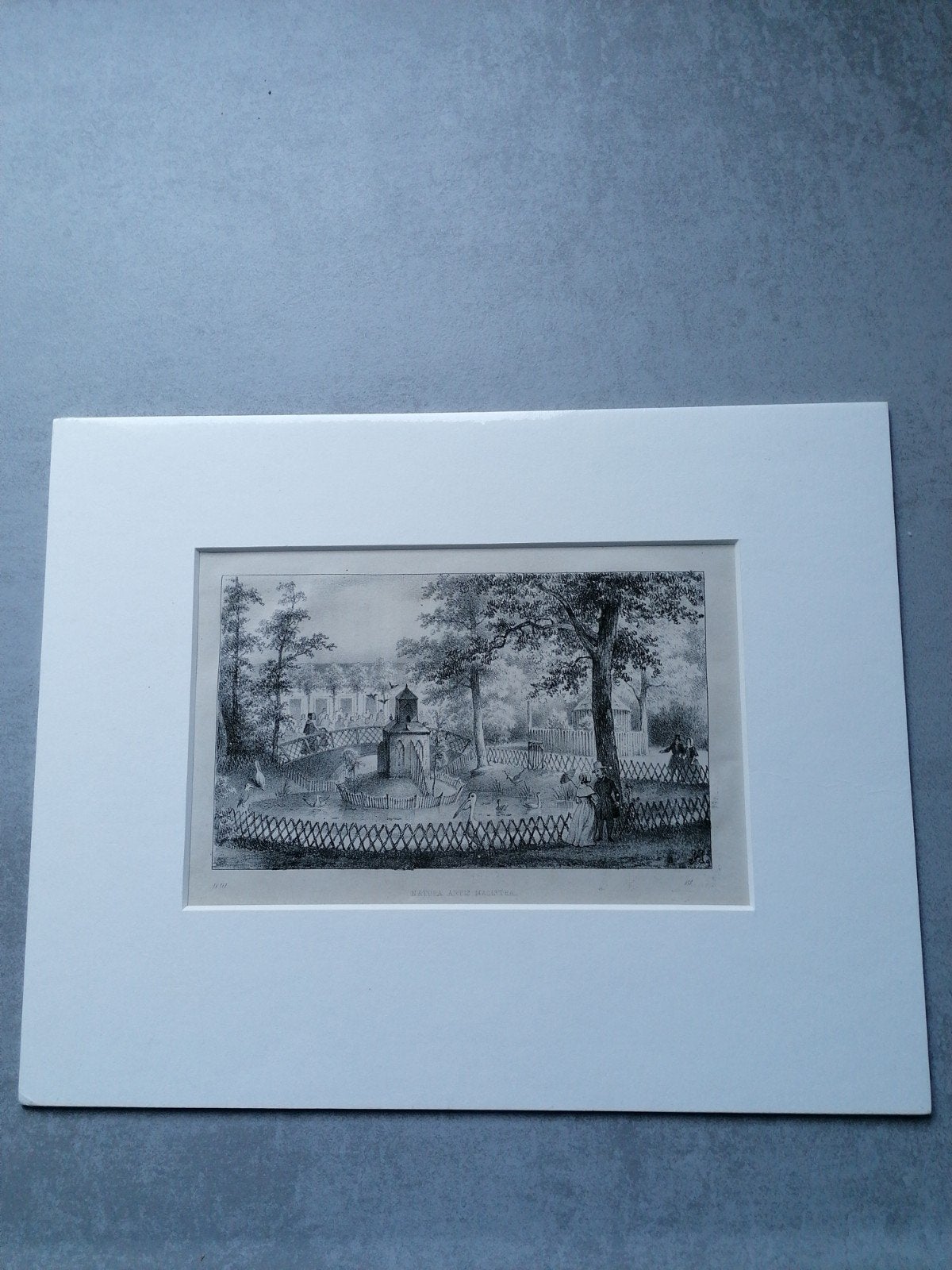 Lithografie 'Natura Artis Magistra' - 30x24 cm, Ophalen