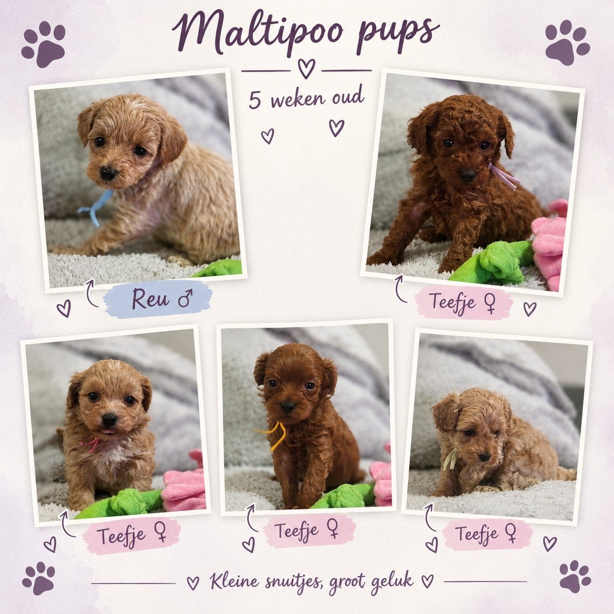 maltipoo pups, Dieren en Toebehoren, Overige rassen, 8 tot 15 weken, Meerdere, Meerdere dieren