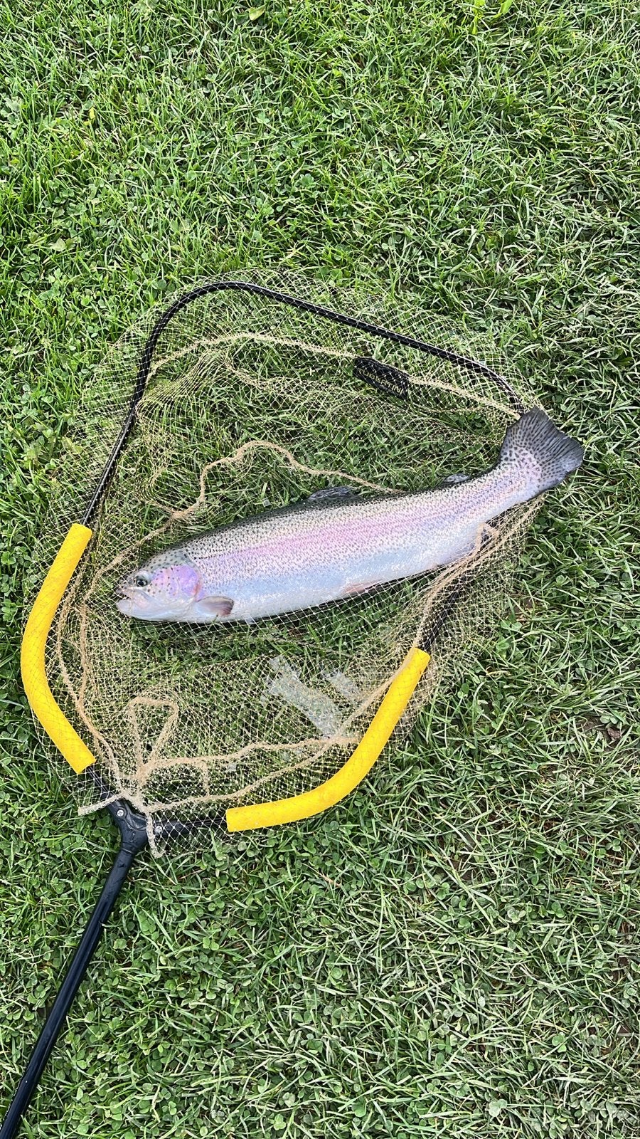 Verse gerookte forel - Direct van de visser, Ophalen of Verzenden