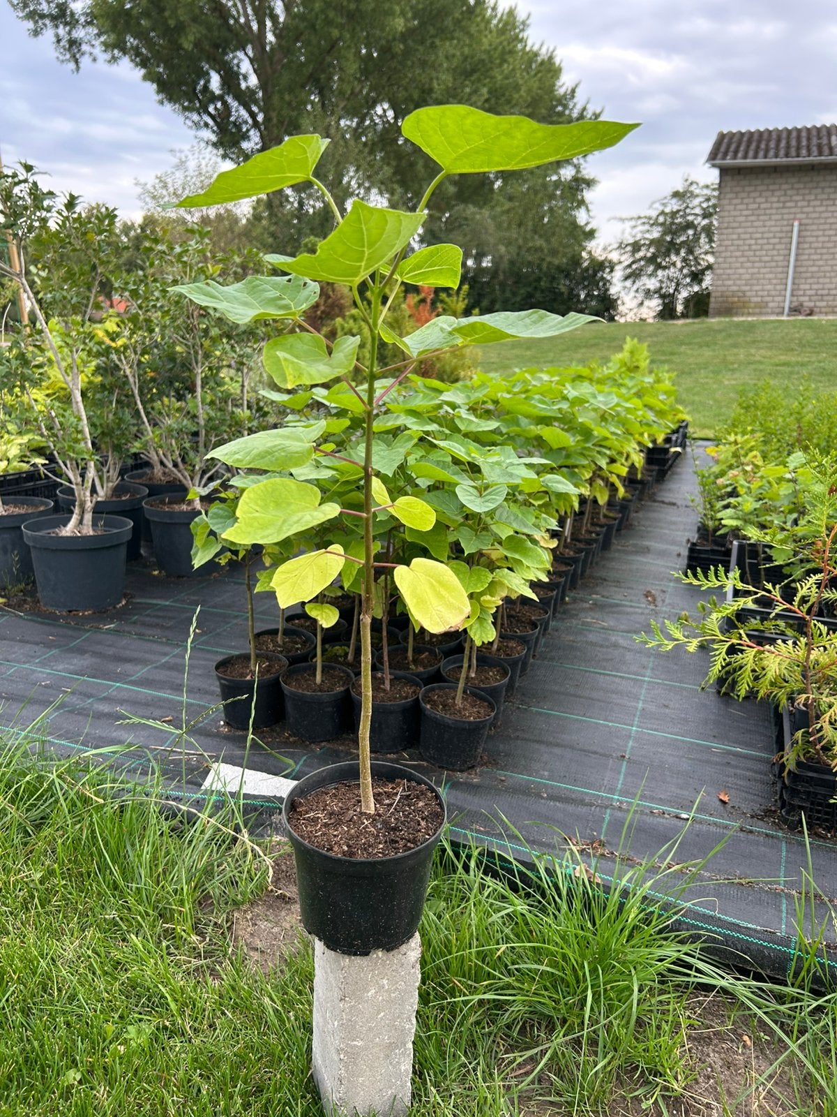 Catalpa, Catalpa boompjes, Trompetboom, Bignoniaceae., Overige soorten, Lente, Minder dan 100 cm, Ophalen