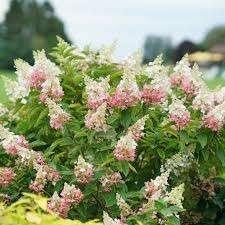Pluimhortensia, Hydrangea Paniculata Pinky Winky, Tuin en Terras, Planten | Tuinplanten, Vaste plant, Halfschaduw, Zomer, Ophalen