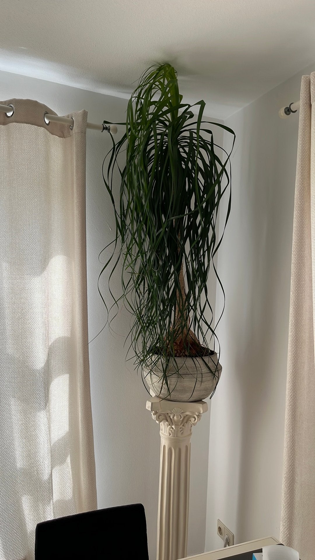 Beaucarnea recurvata – Olifantenpoot, Huis en Inrichting, Kamerplanten, Ophalen, Halfschaduw, Minder dan 100 cm