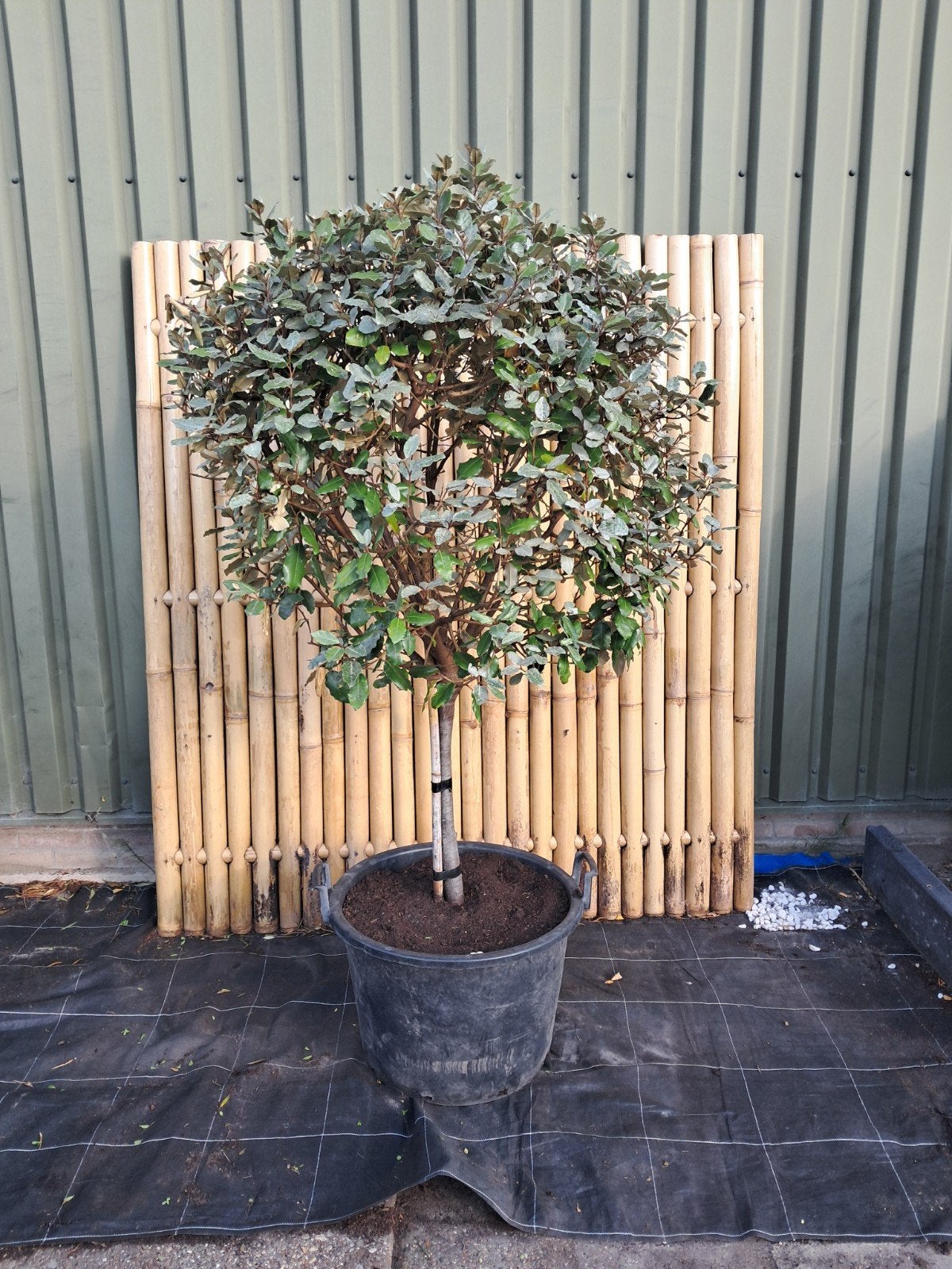 Eleagnus Ebb. Compacta op stam - Olijfwilg, Bloeit niet, 100 tot 250 cm, Ophalen, Volle zon