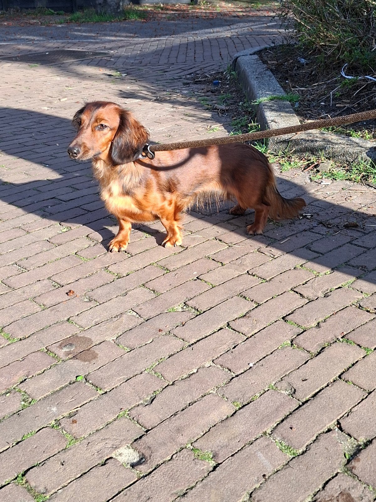 Lieve langharige Teckel zoekt nieuw huisje ( teefje), Parvo, Standaard, 1 tot 2 jaar, Teef