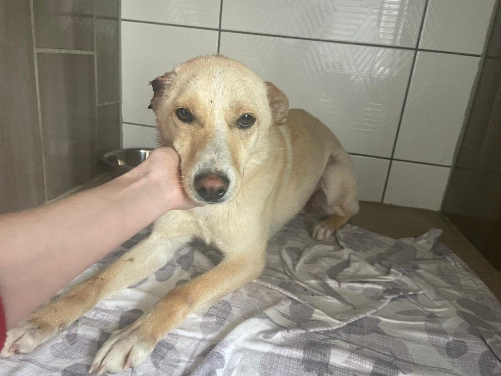 Natasja lief teefje, Dieren en Toebehoren, Honden | Niet-rashonden, Particulier, 1 tot 2 jaar, Buitenland, Teef