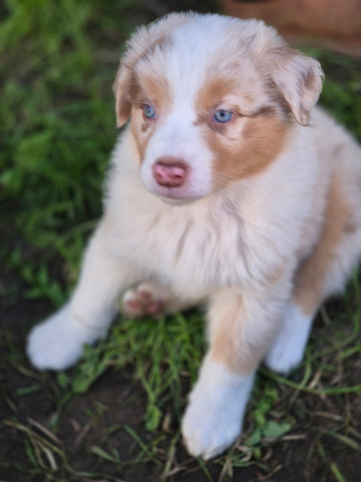 Australian sheperd pups, Dieren en Toebehoren, Honden | Herdershonden en Veedrijvers, Overige rassen, 8 tot 15 weken, Meerdere