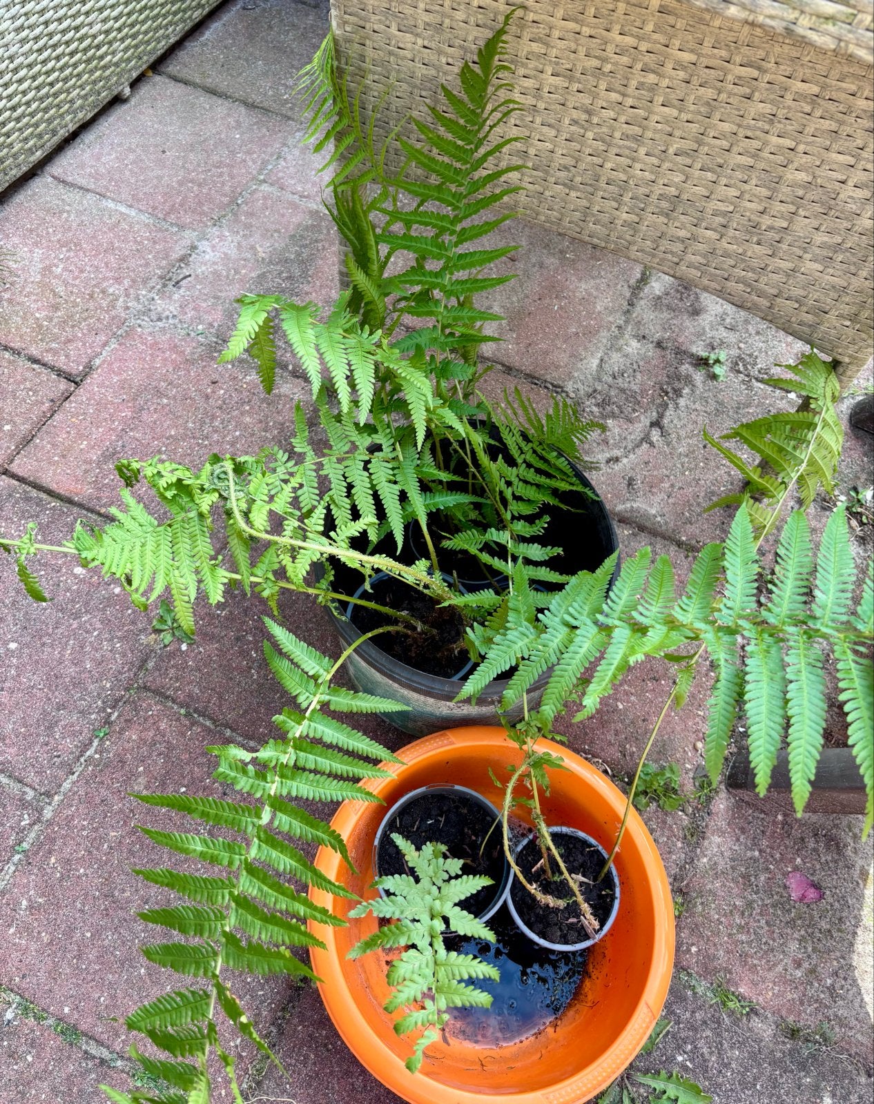 Varen- Varens - Dyopteris Filix Mas - Mannetjes Varen, Tuin en Terras, Planten | Tuinplanten, Vaste plant, Varens, Ophalen of Verzenden