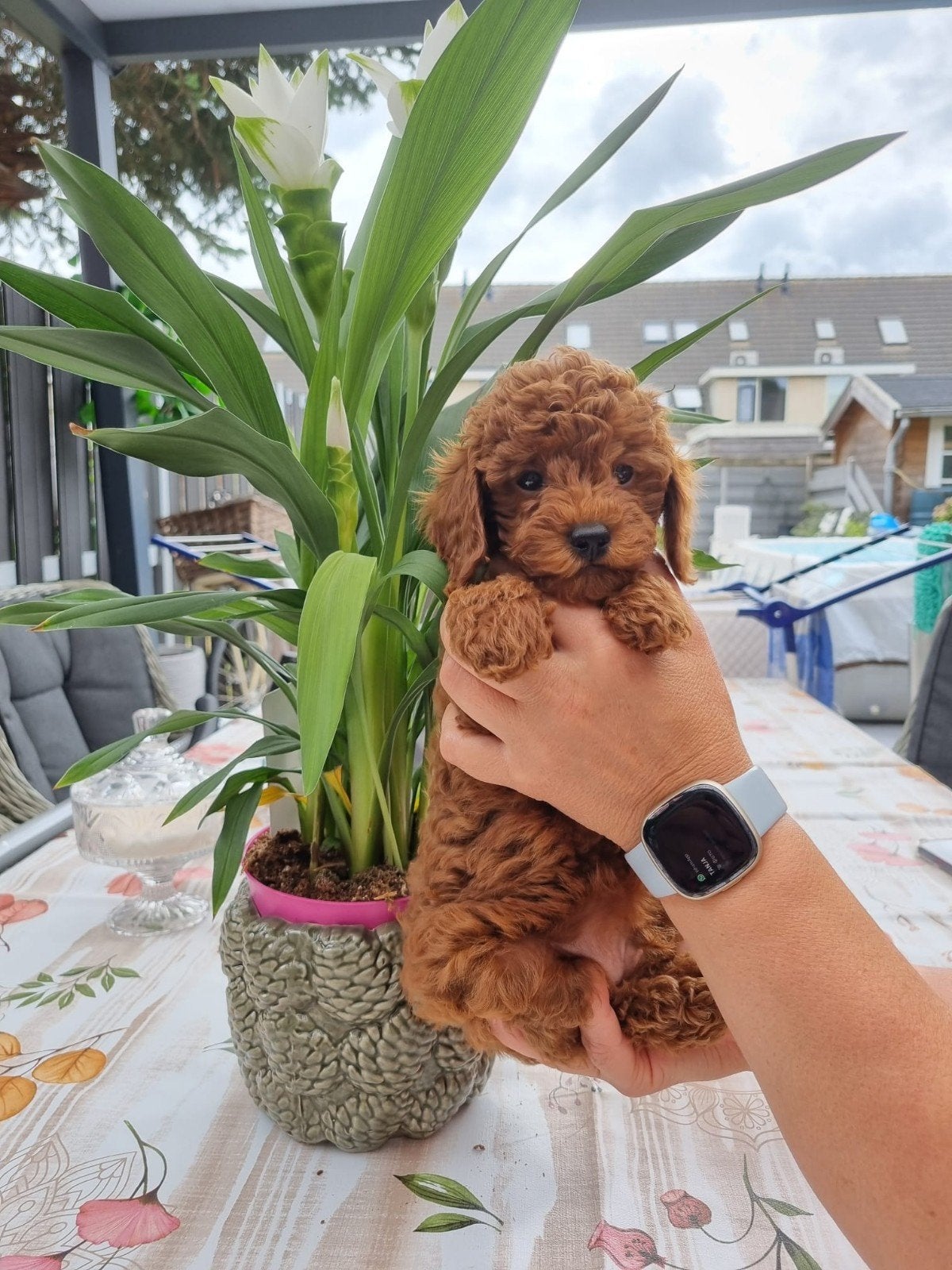 Prachtige rode dwergpoedel reu puppy te koop ️, Dieren en Toebehoren, Honden | Poolhonden, Keeshonden en Oertypen, Keeshond, Reu