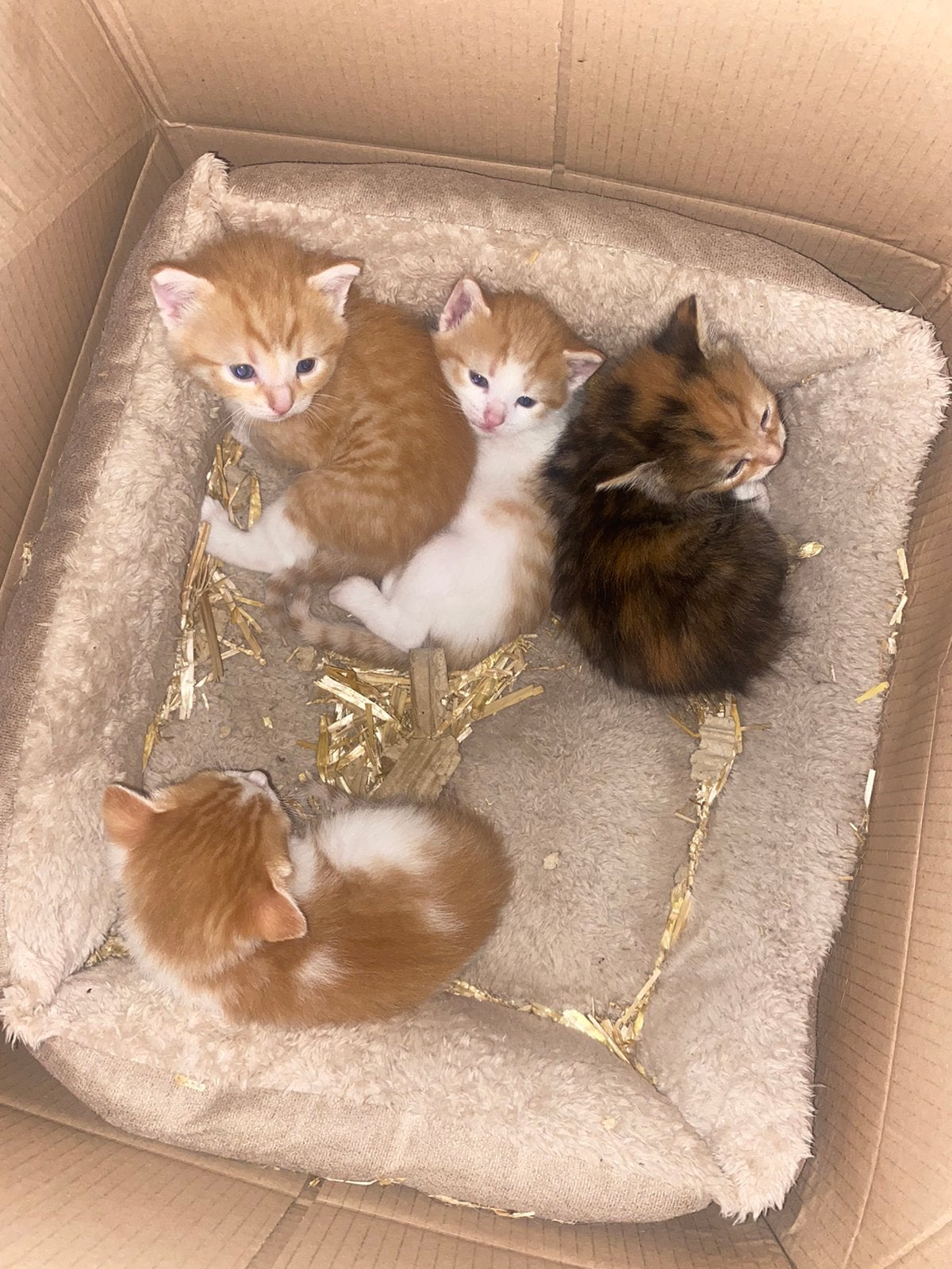 Kittens (Bijzonder getekend), Meerdere dieren, Kortharig, 0 tot 2 jaar