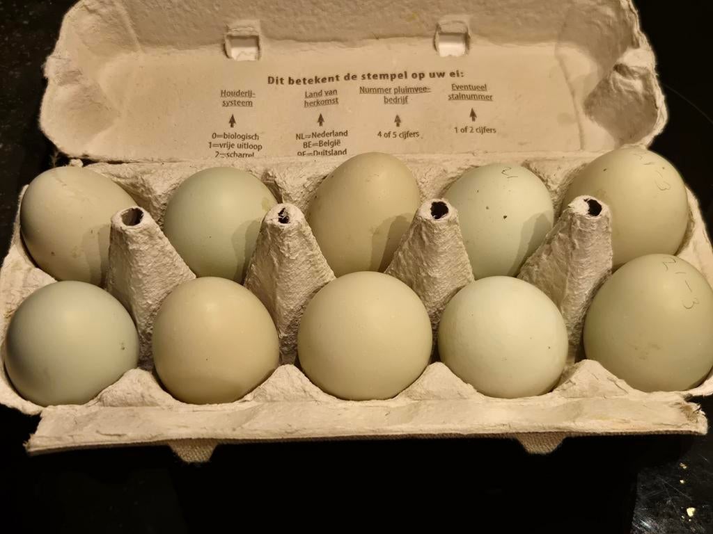 Broedeieren kleurleggers, Ophalen, Drinken en Voederen