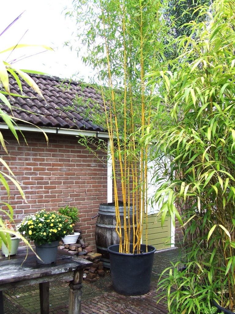 Bamboe Phyllostachys Auredsulcata Spectabilus, Ophalen, Bloeit niet, Overige soorten, Halfschaduw