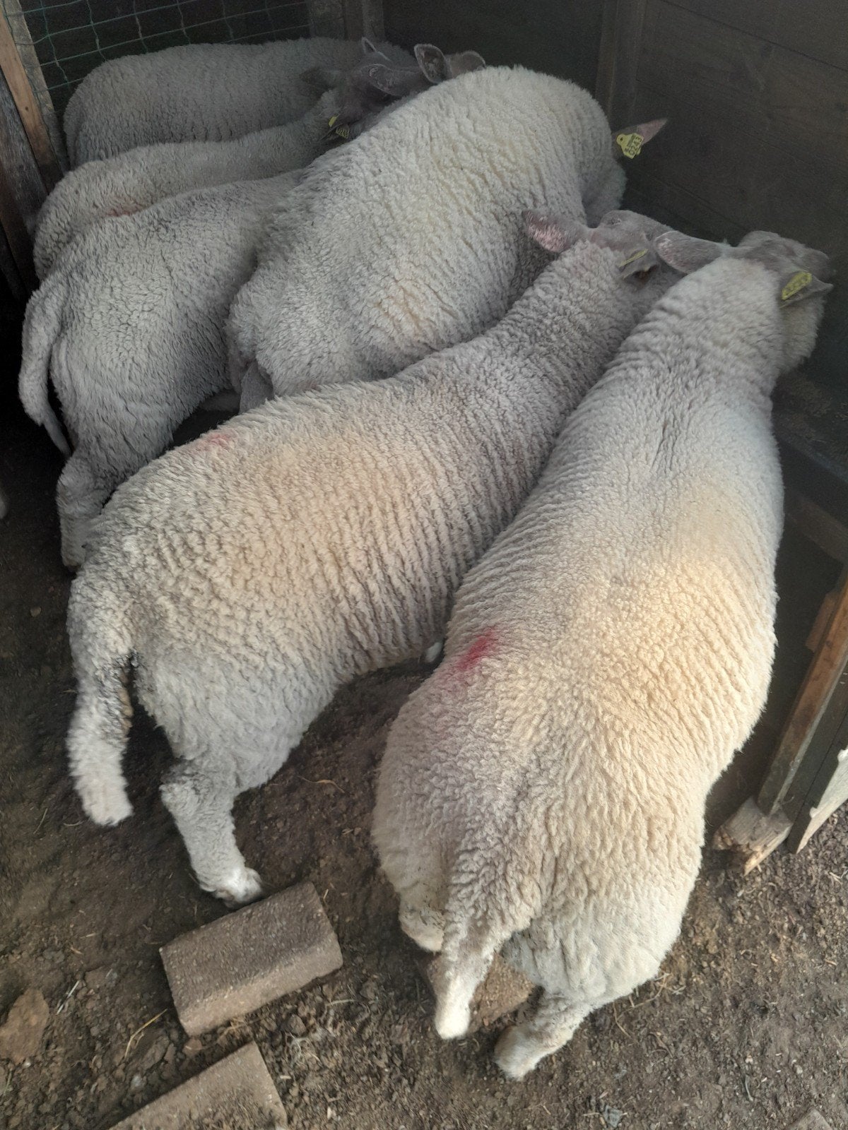 Fok ooilammeren, Dieren en Toebehoren, Schapen, Geiten en Varkens, Vrouwelijk, Schaap