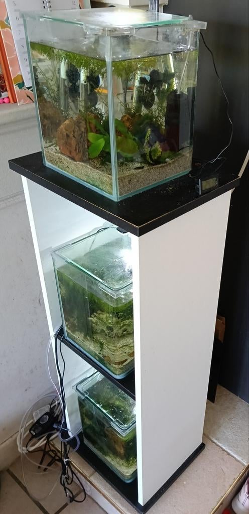 3 kleine aquariums met kast, Ophalen, Gevuld zoetwateraquarium