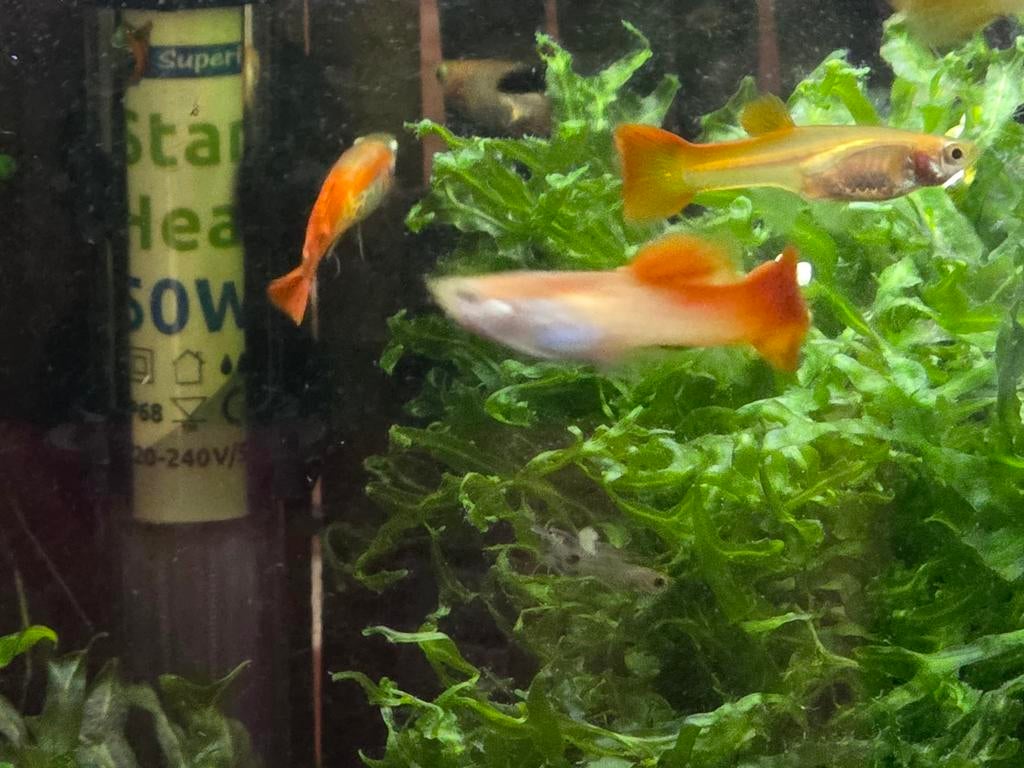 10 volgroeide guppies, Dieren en Toebehoren, Vis