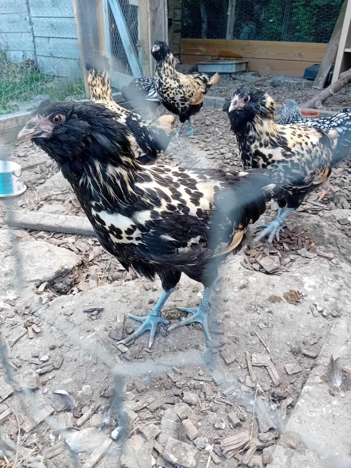 Nederlandse Uilebaard 12 weken oud, Meerdere dieren, Kip