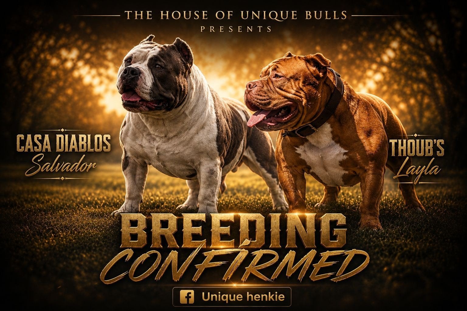 Verwacht rond 28 juni american bully pocket, Dieren en Toebehoren, Honden | Bulldogs, Pinschers en Molossers, Overige rassen, 8 tot 15 weken