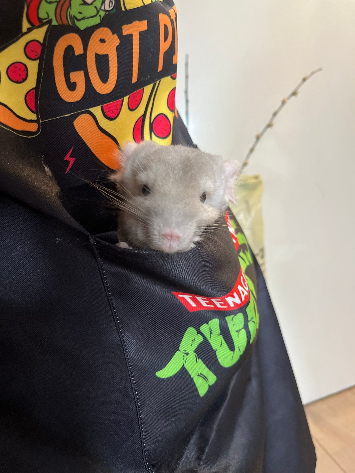 Male Chinchilla  + Large Cage, Dieren en Toebehoren, Knaagdieren, Mannelijk, Chinchilla, Mei, Tam