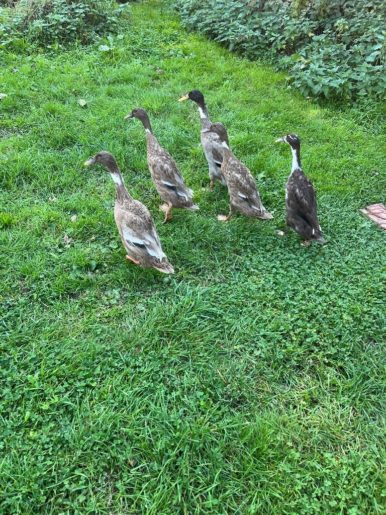 Indische loopeend koppels, Dieren en Toebehoren, Meerdere dieren, Eend